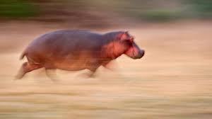 走る動物たち