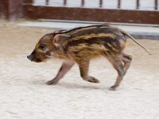 走る動物たち