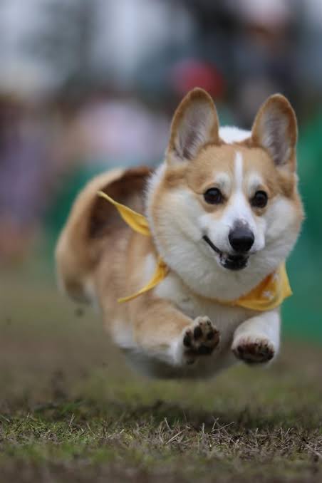 走る動物たち