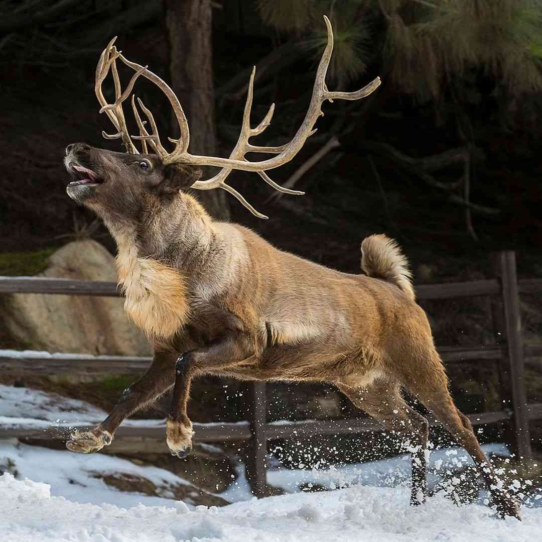 走る動物たち