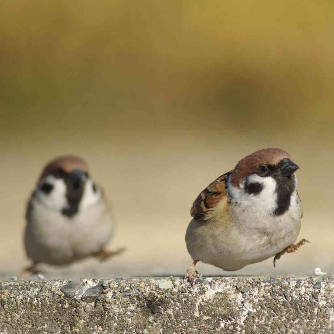 走る動物たち