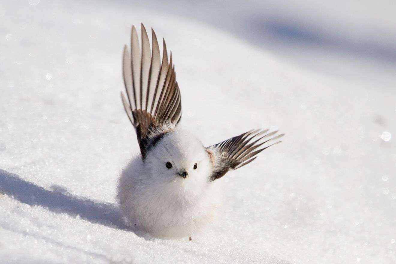 走る動物たち