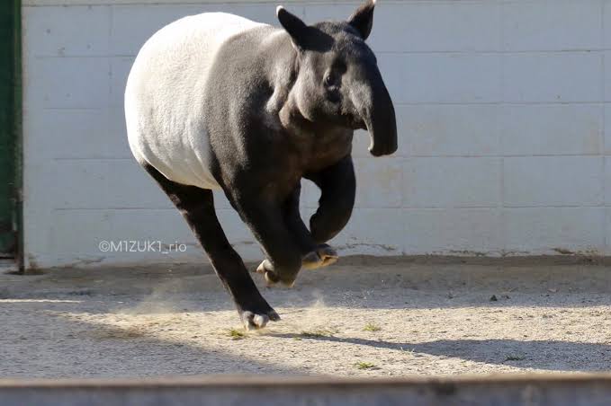 走る動物たち