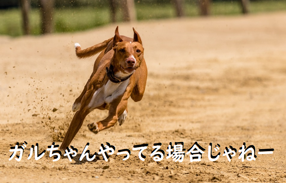 走る動物たち