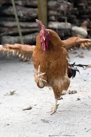 走る動物たち