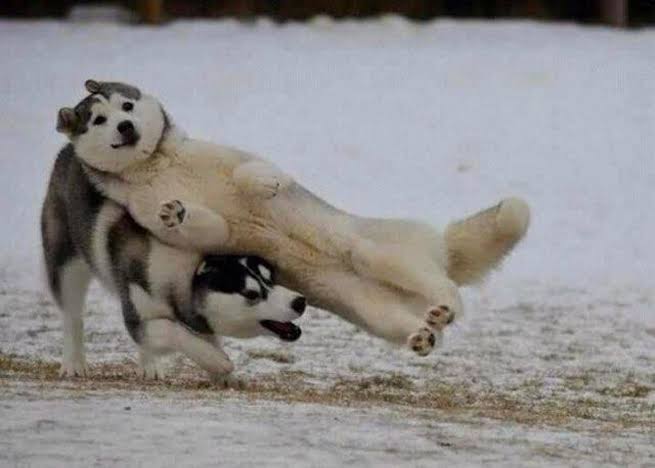 走る動物たち