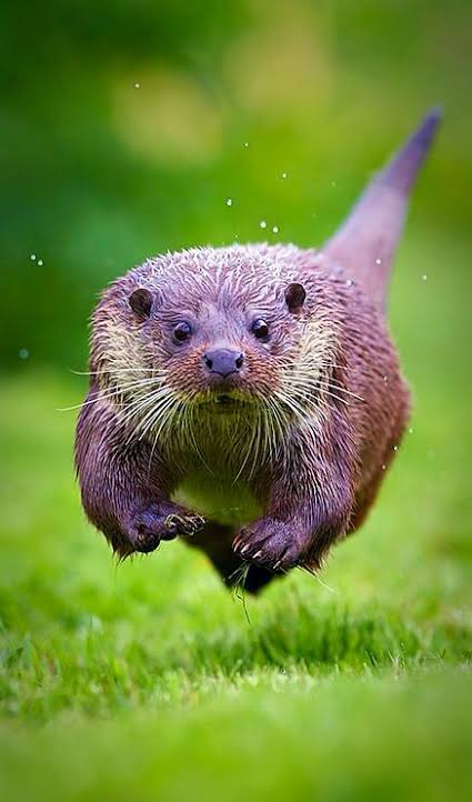 走る動物たち