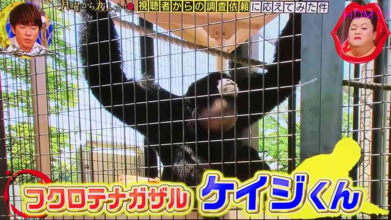 【実況・感想】月曜から夜ふかしスペシャル【日本の大大大問題 春の一斉調査】