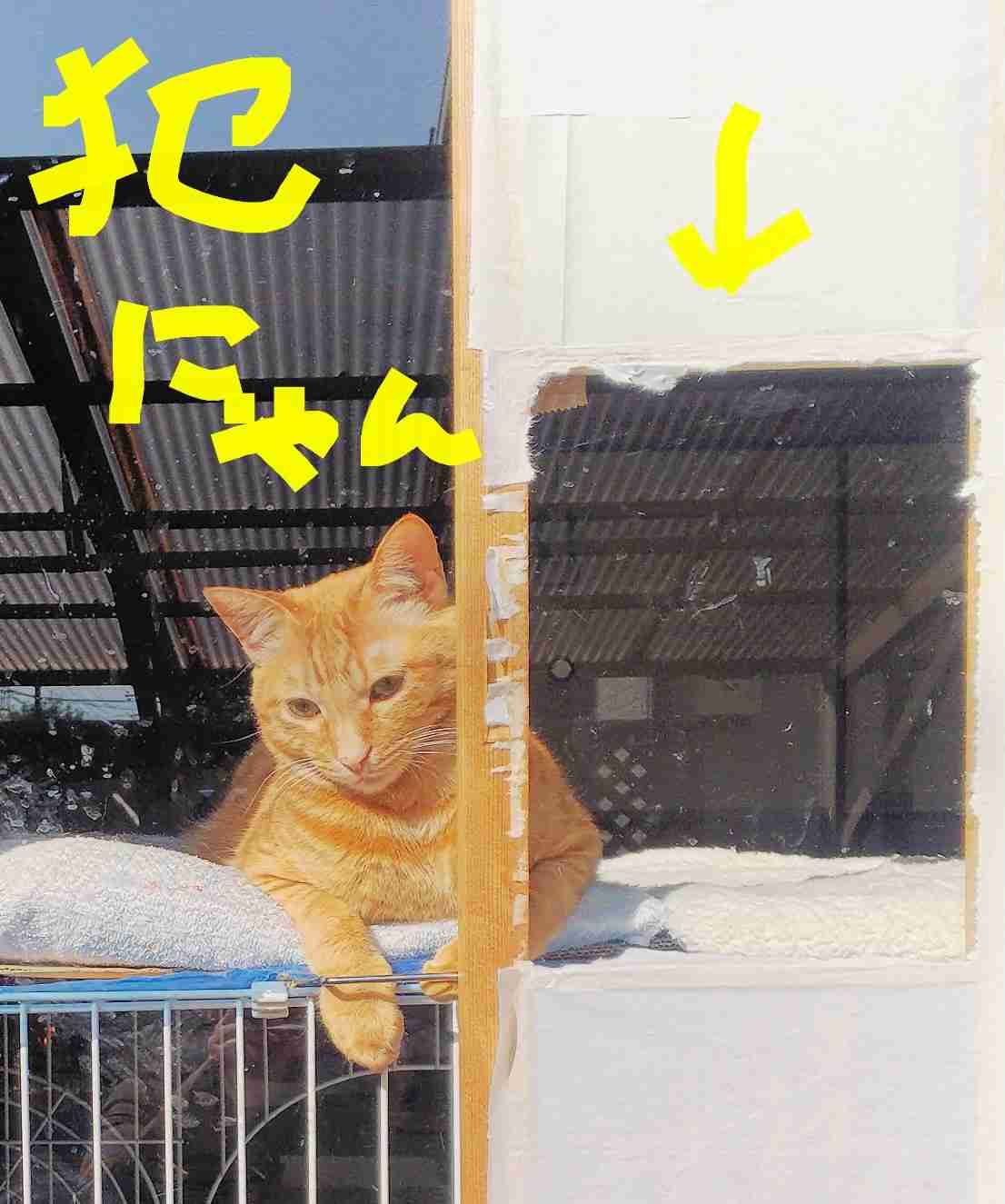 ガルちゃん猫カフェ50号店 開店しました♪(初めての方も大歓迎)