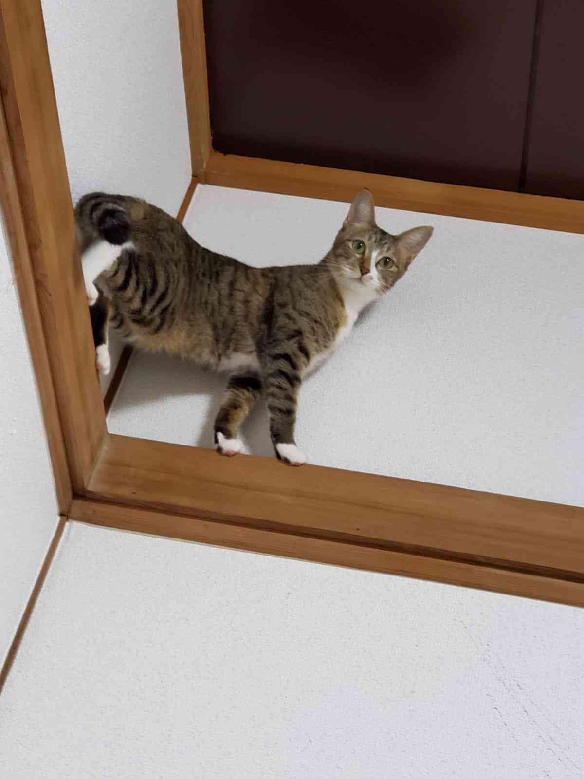 ガルちゃん猫カフェ50号店 開店しました♪(初めての方も大歓迎)
