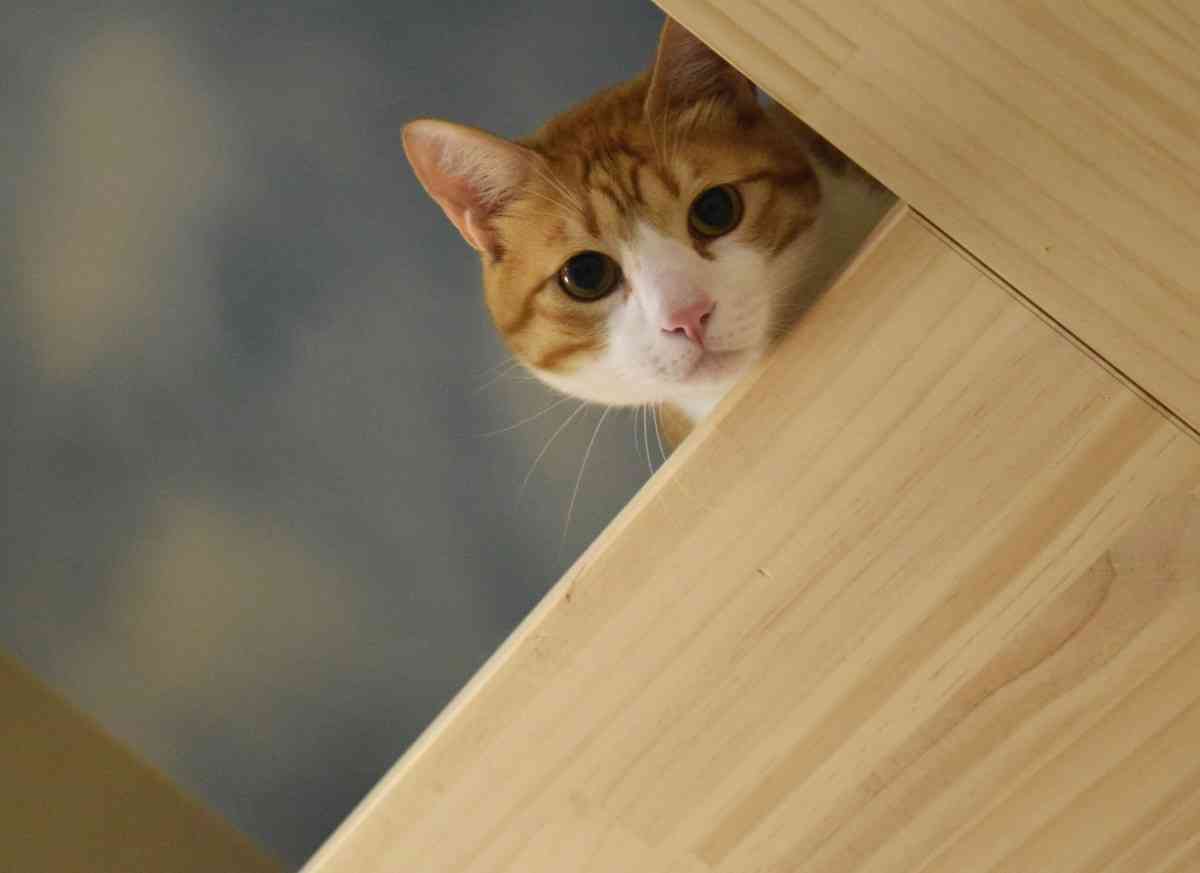 ガルちゃん猫カフェ50号店 開店しました♪(初めての方も大歓迎)