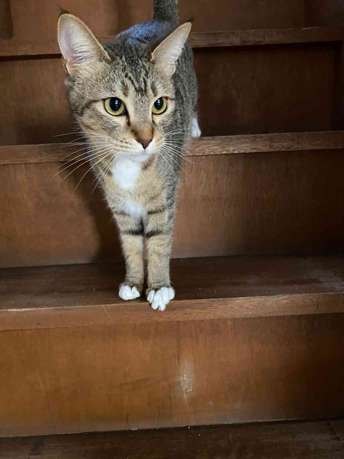 ガルちゃん猫カフェ50号店 開店しました♪(初めての方も大歓迎)