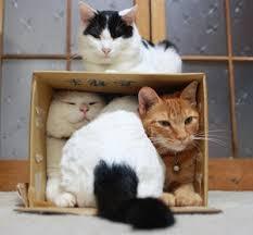 ガルちゃん猫カフェ50号店 開店しました♪(初めての方も大歓迎)