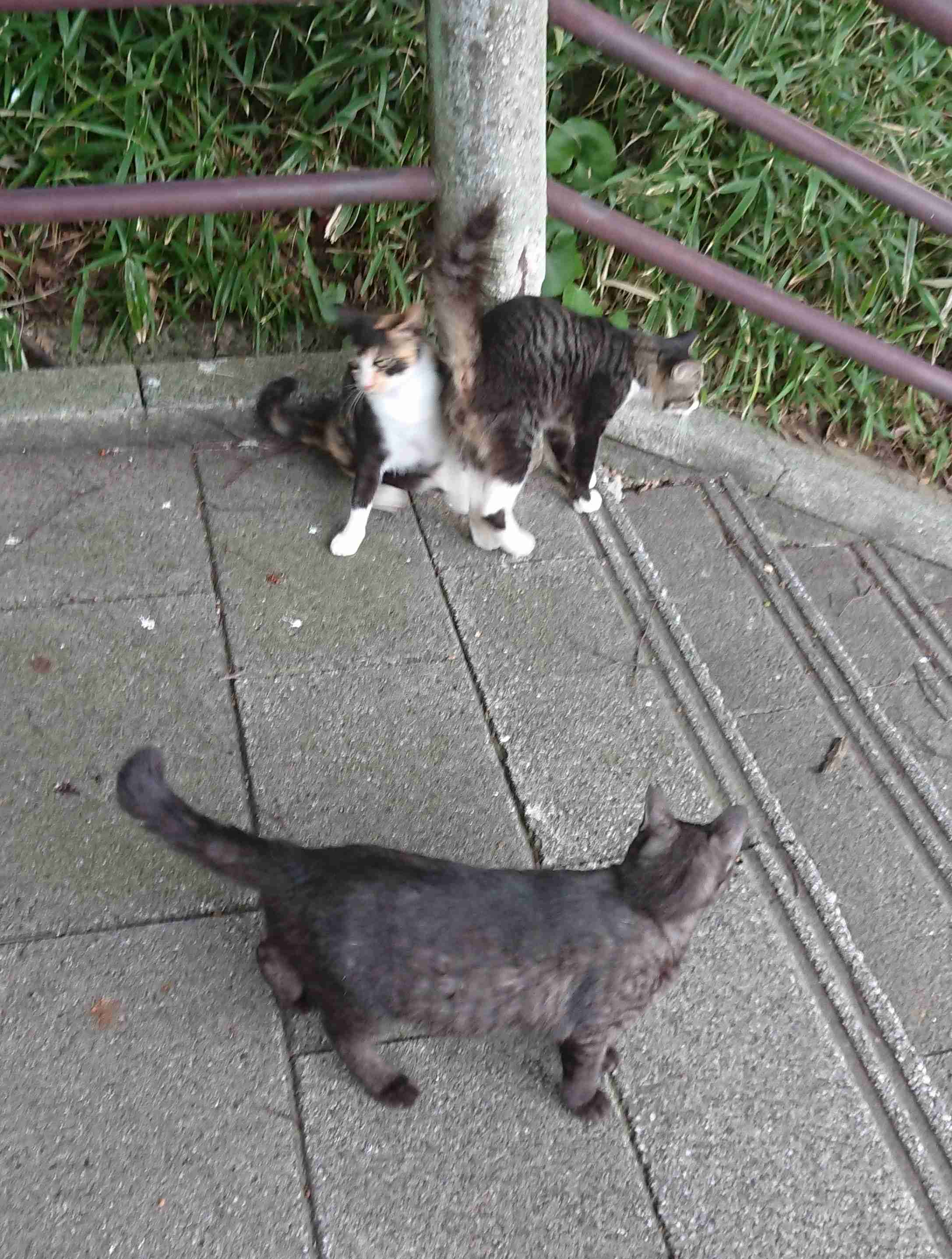 ガルちゃん猫カフェ50号店 開店しました♪(初めての方も大歓迎)