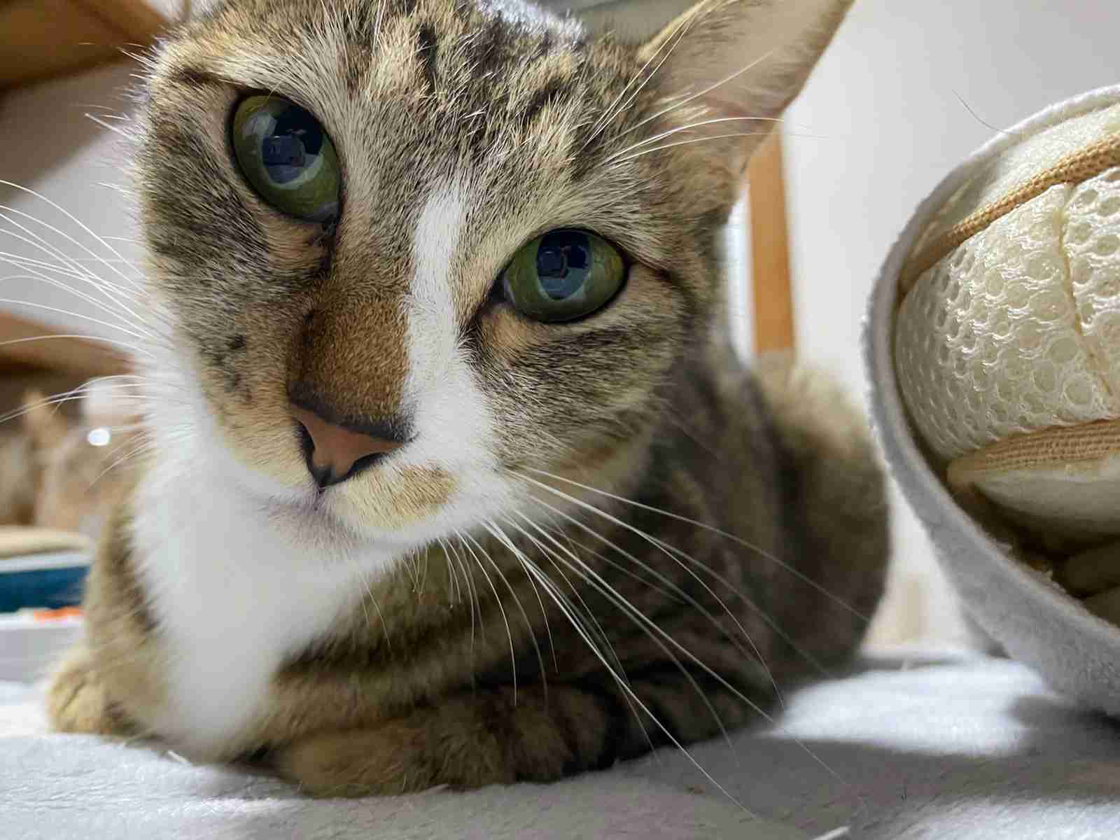 ガルちゃん猫カフェ50号店 開店しました♪(初めての方も大歓迎)