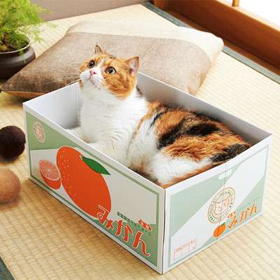 ガルちゃん猫カフェ50号店 開店しました♪(初めての方も大歓迎)