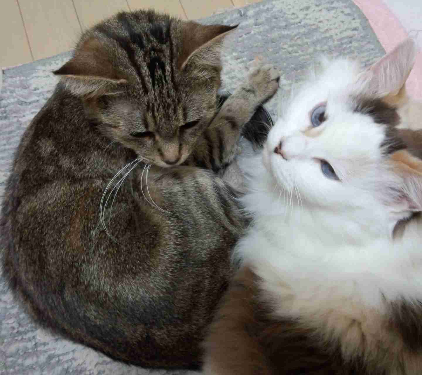 ガルちゃん猫カフェ50号店 開店しました♪(初めての方も大歓迎)