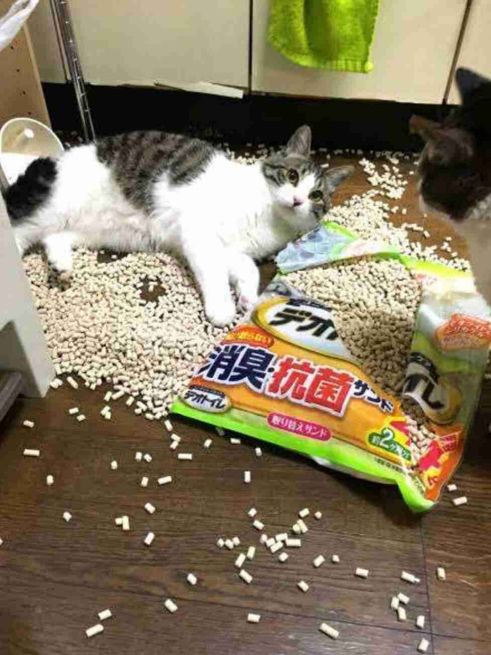 ガルちゃん猫カフェ50号店 開店しました♪(初めての方も大歓迎)