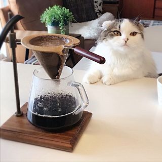 ガルちゃん猫カフェ50号店 開店しました♪(初めての方も大歓迎)