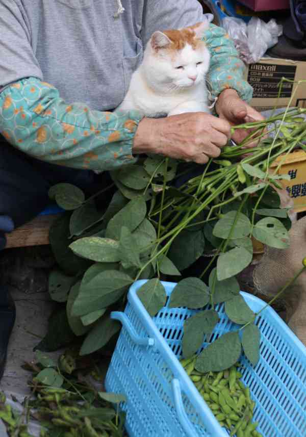 ガルちゃん猫カフェ50号店 開店しました♪(初めての方も大歓迎)