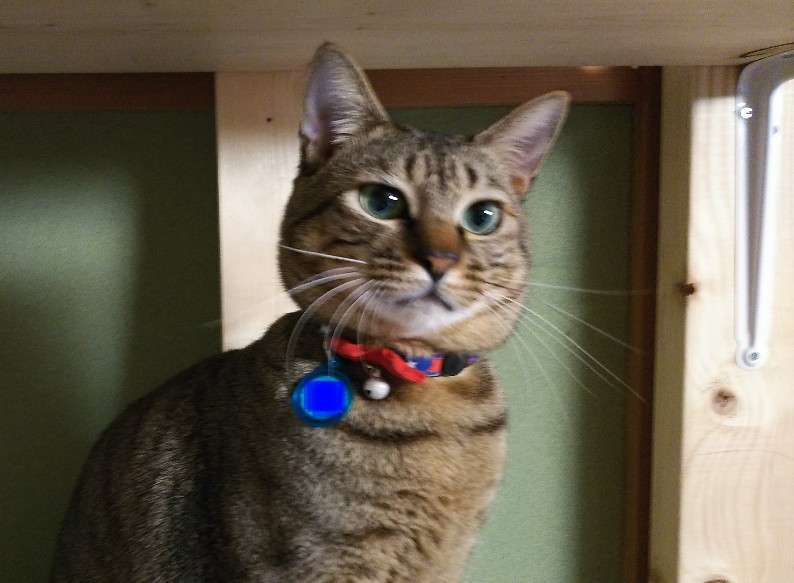 ガルちゃん猫カフェ50号店 開店しました♪(初めての方も大歓迎)