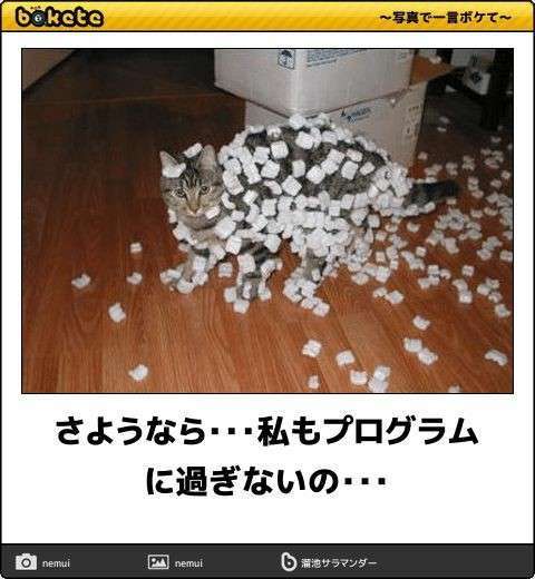 ガルちゃん猫カフェ50号店 開店しました♪(初めての方も大歓迎)