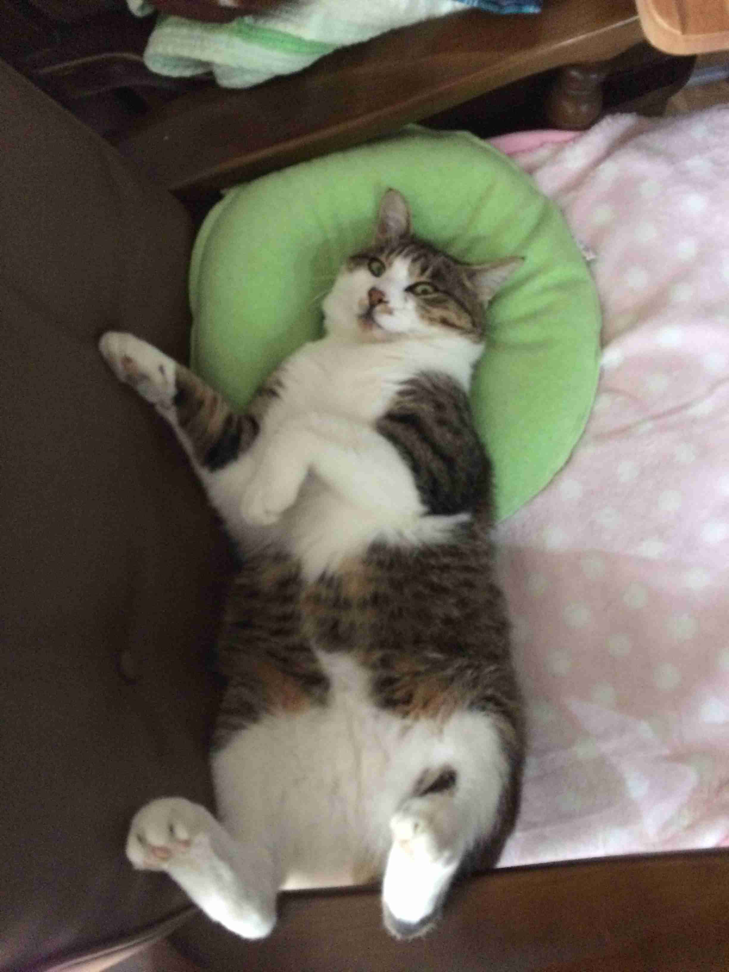 ガルちゃん猫カフェ50号店 開店しました♪(初めての方も大歓迎)