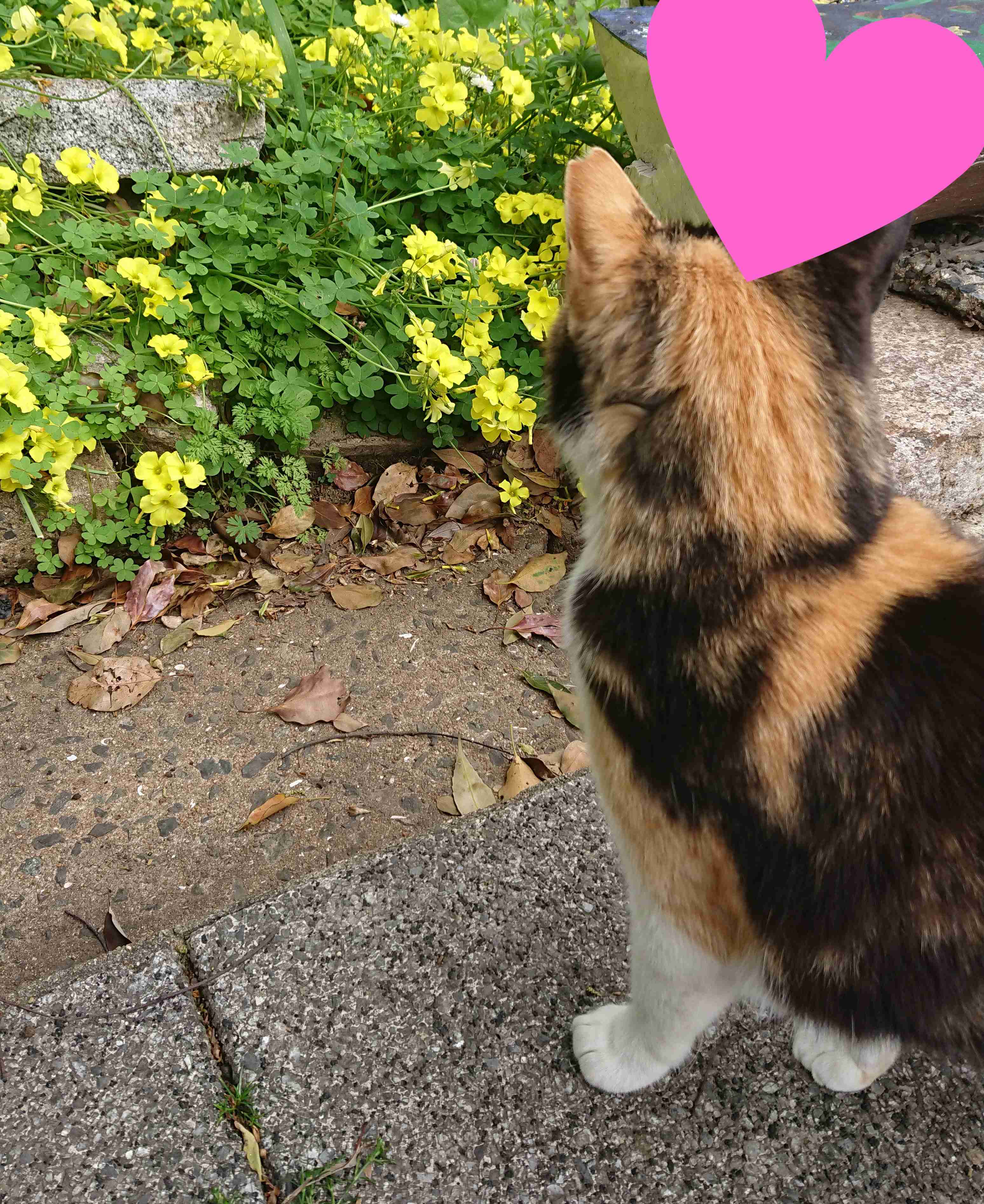 ガルちゃん猫カフェ50号店 開店しました♪(初めての方も大歓迎)