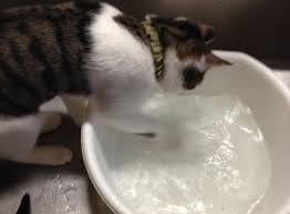 ガルちゃん猫カフェ50号店 開店しました♪(初めての方も大歓迎)
