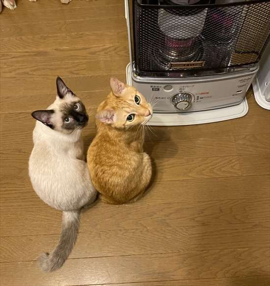 ガルちゃん猫カフェ50号店 開店しました♪(初めての方も大歓迎)