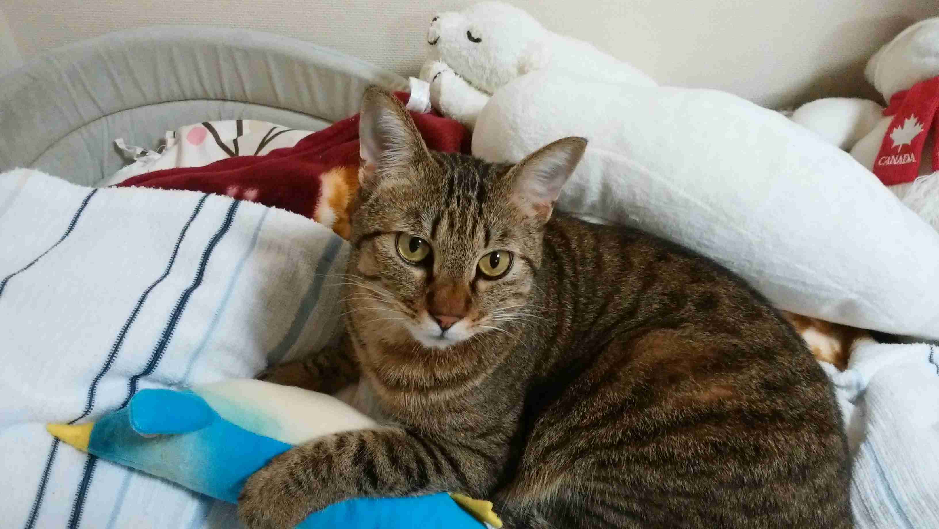 ガルちゃん猫カフェ50号店 開店しました♪(初めての方も大歓迎)