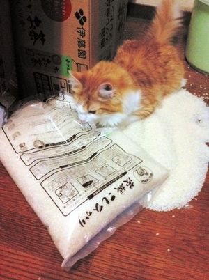 ガルちゃん猫カフェ50号店 開店しました♪(初めての方も大歓迎)