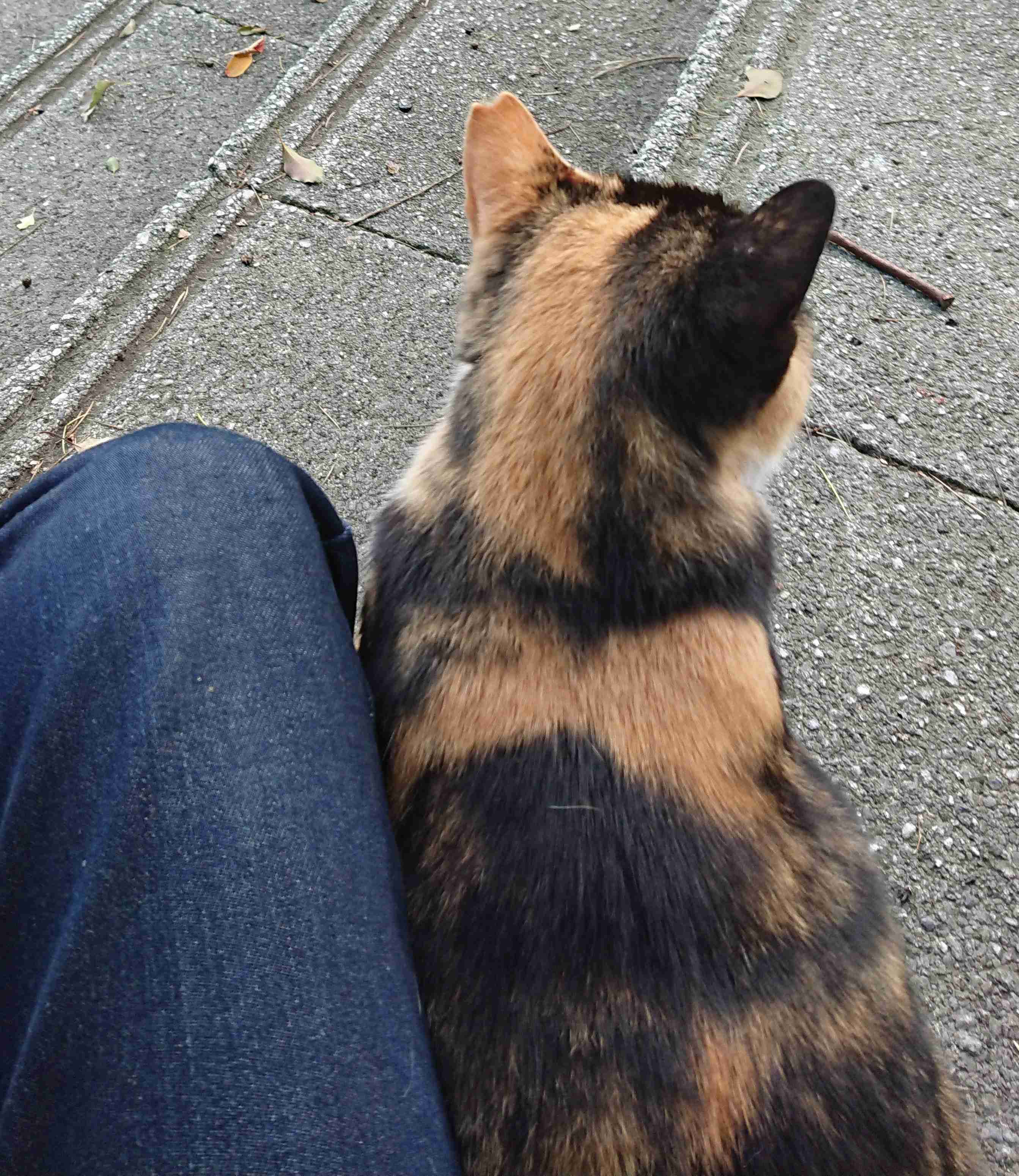 ガルちゃん猫カフェ50号店 開店しました♪(初めての方も大歓迎)