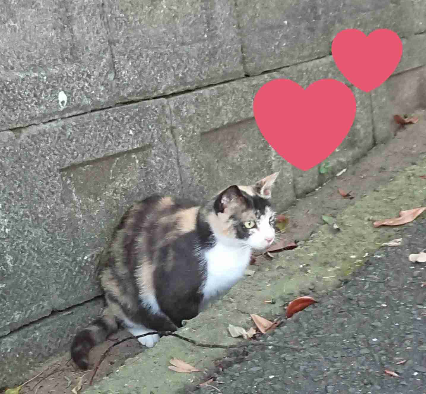 ガルちゃん猫カフェ50号店 開店しました♪(初めての方も大歓迎)