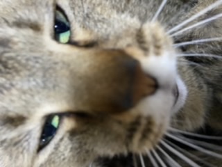 ガルちゃん猫カフェ50号店 開店しました♪(初めての方も大歓迎)
