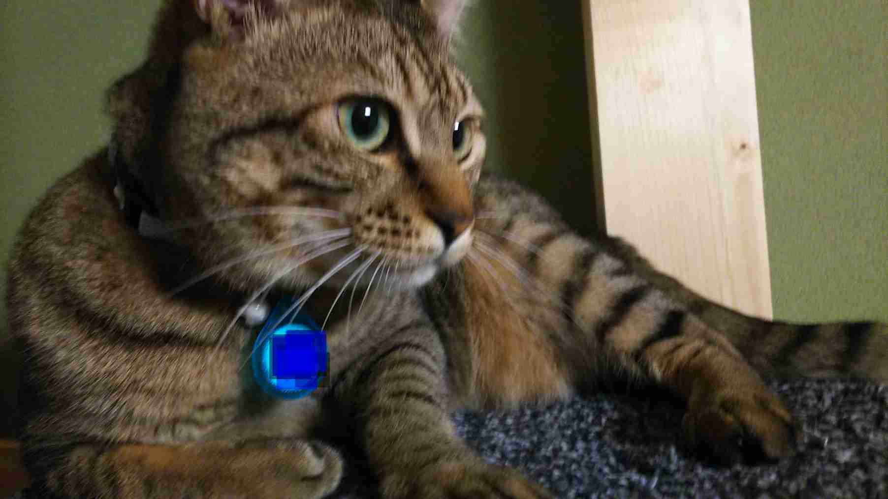 ガルちゃん猫カフェ50号店 開店しました♪(初めての方も大歓迎)