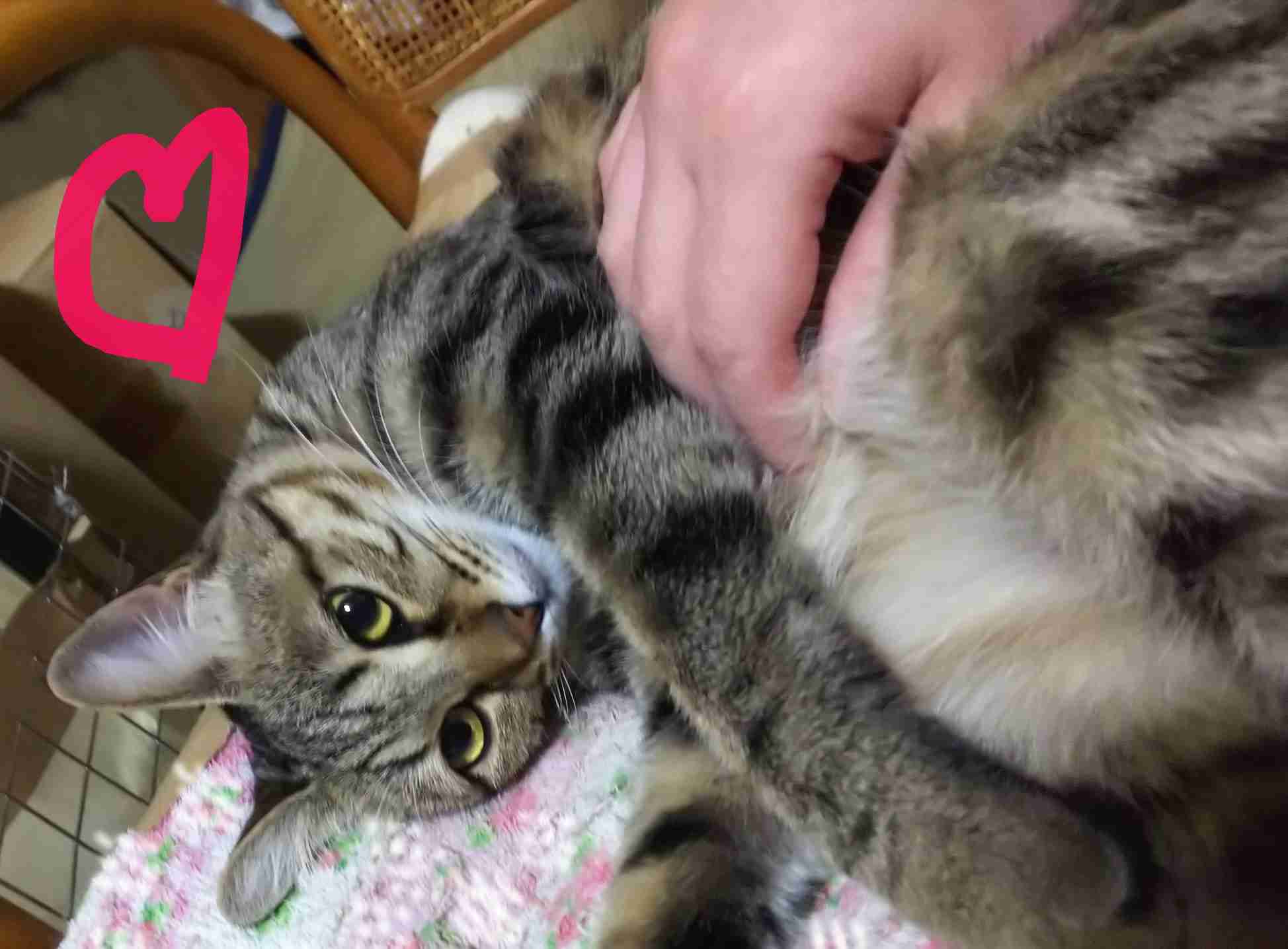 ガルちゃん猫カフェ50号店 開店しました♪(初めての方も大歓迎)