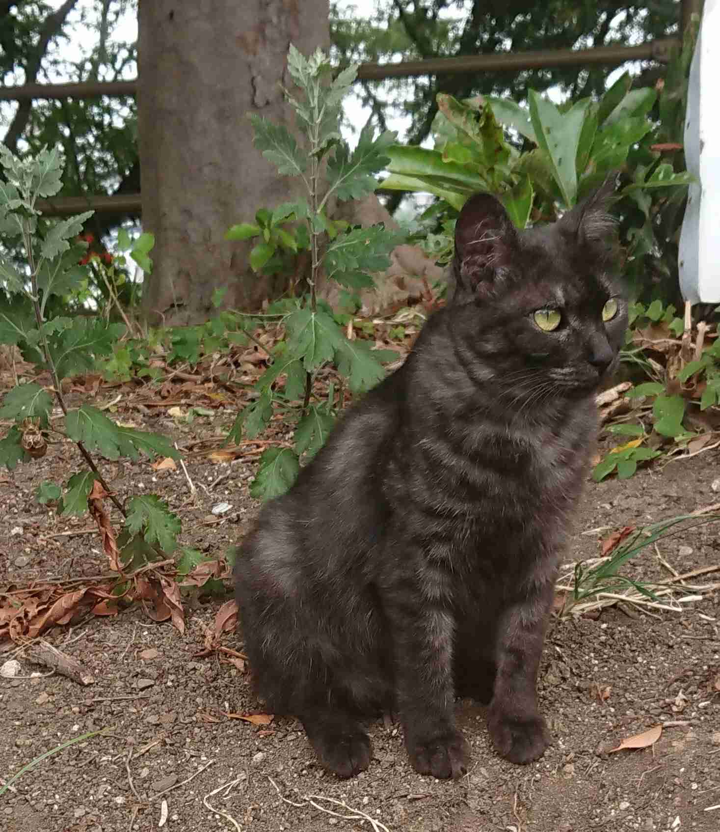 ガルちゃん猫カフェ50号店 開店しました♪(初めての方も大歓迎)