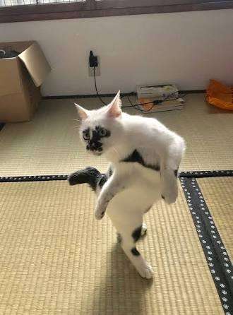 ガルちゃん猫カフェ50号店 開店しました♪(初めての方も大歓迎)
