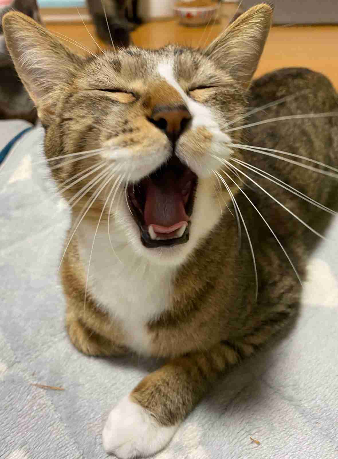 ガルちゃん猫カフェ50号店 開店しました♪(初めての方も大歓迎)