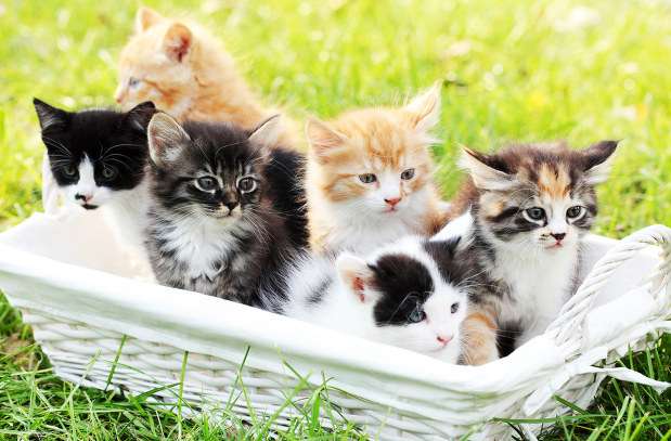 ガルちゃん猫カフェ50号店 開店しました♪(初めての方も大歓迎)