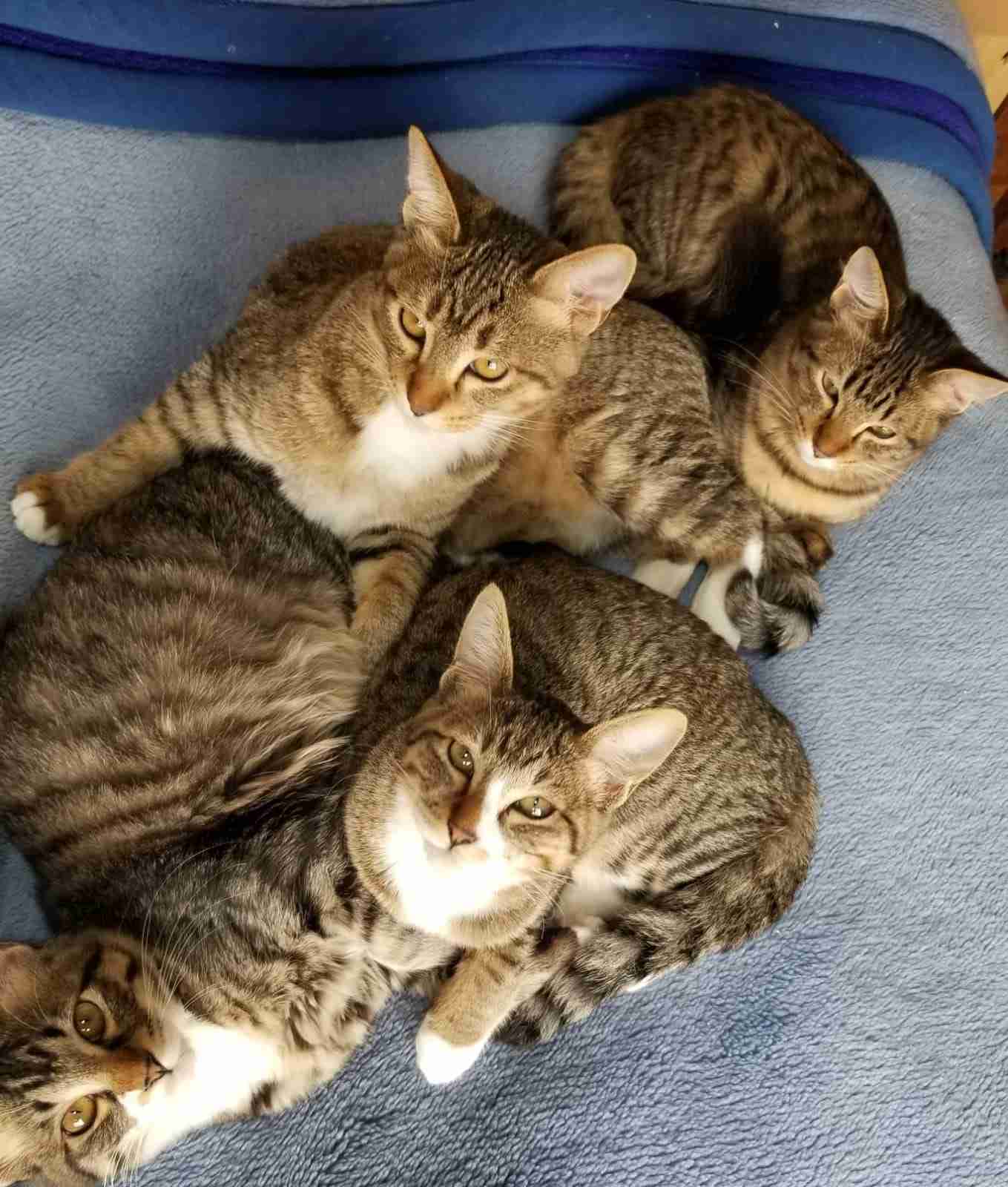 ガルちゃん猫カフェ50号店 開店しました♪(初めての方も大歓迎)