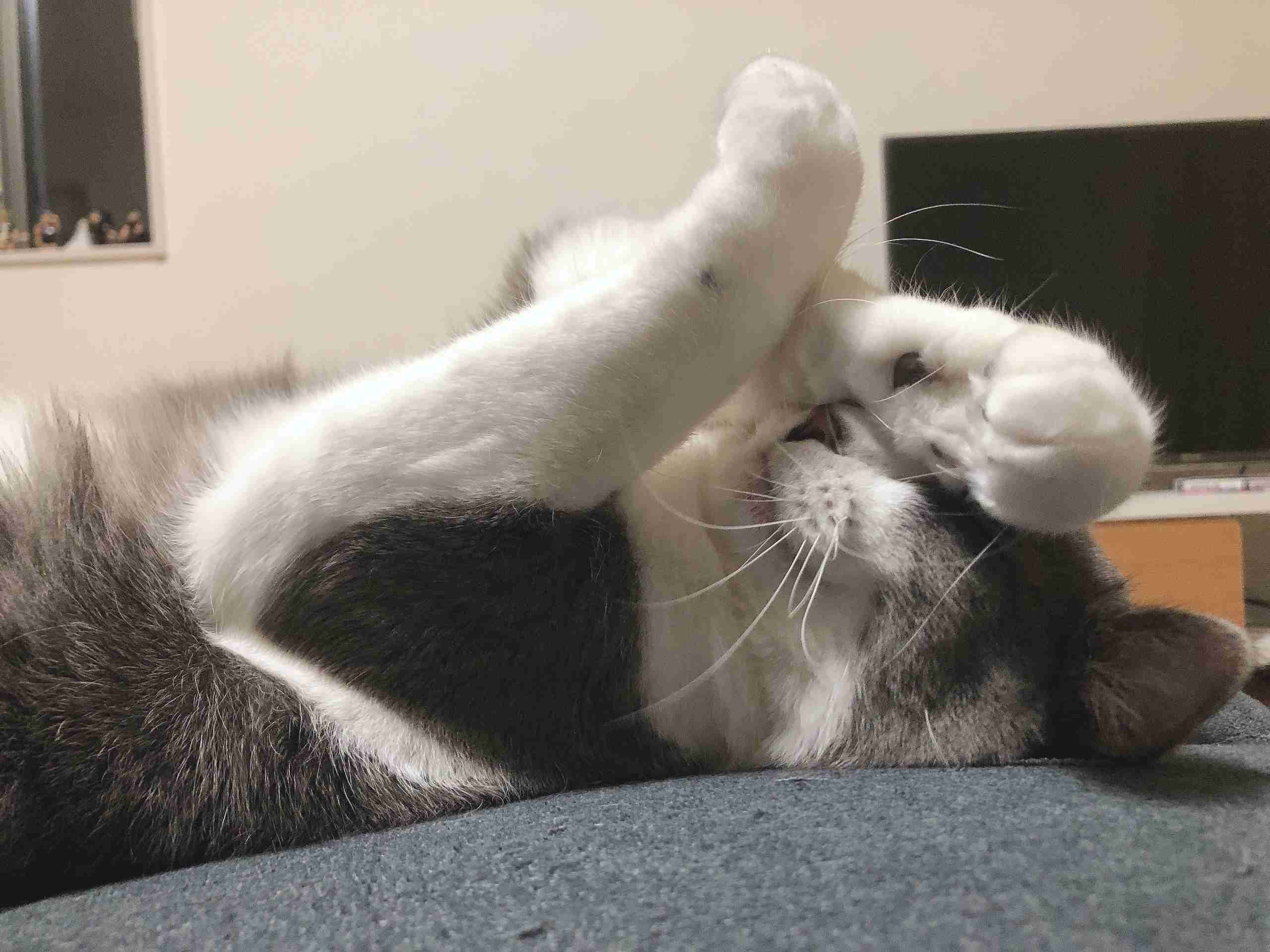 ガルちゃん猫カフェ50号店 開店しました♪(初めての方も大歓迎)