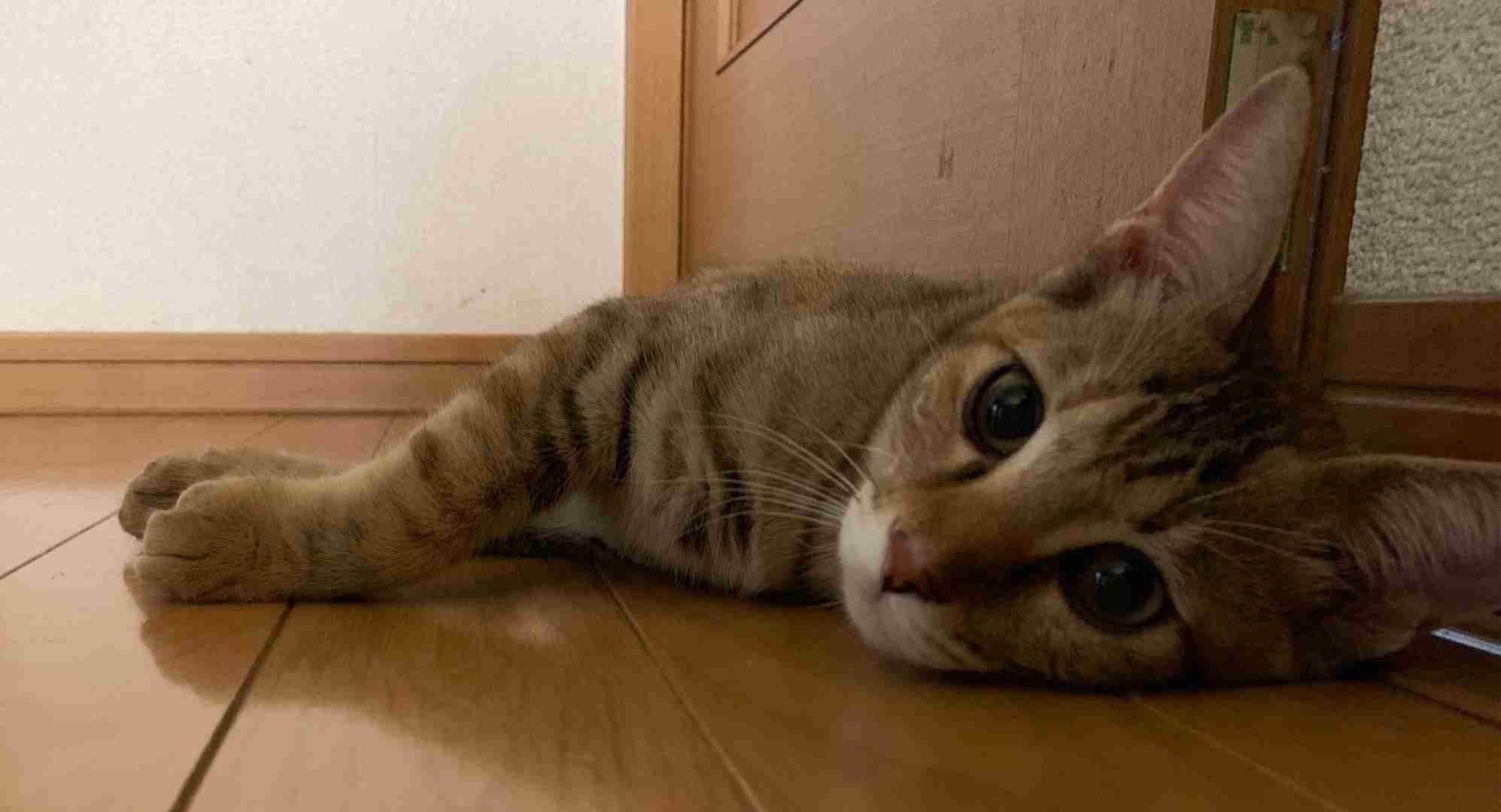 ガルちゃん猫カフェ50号店 開店しました♪(初めての方も大歓迎)