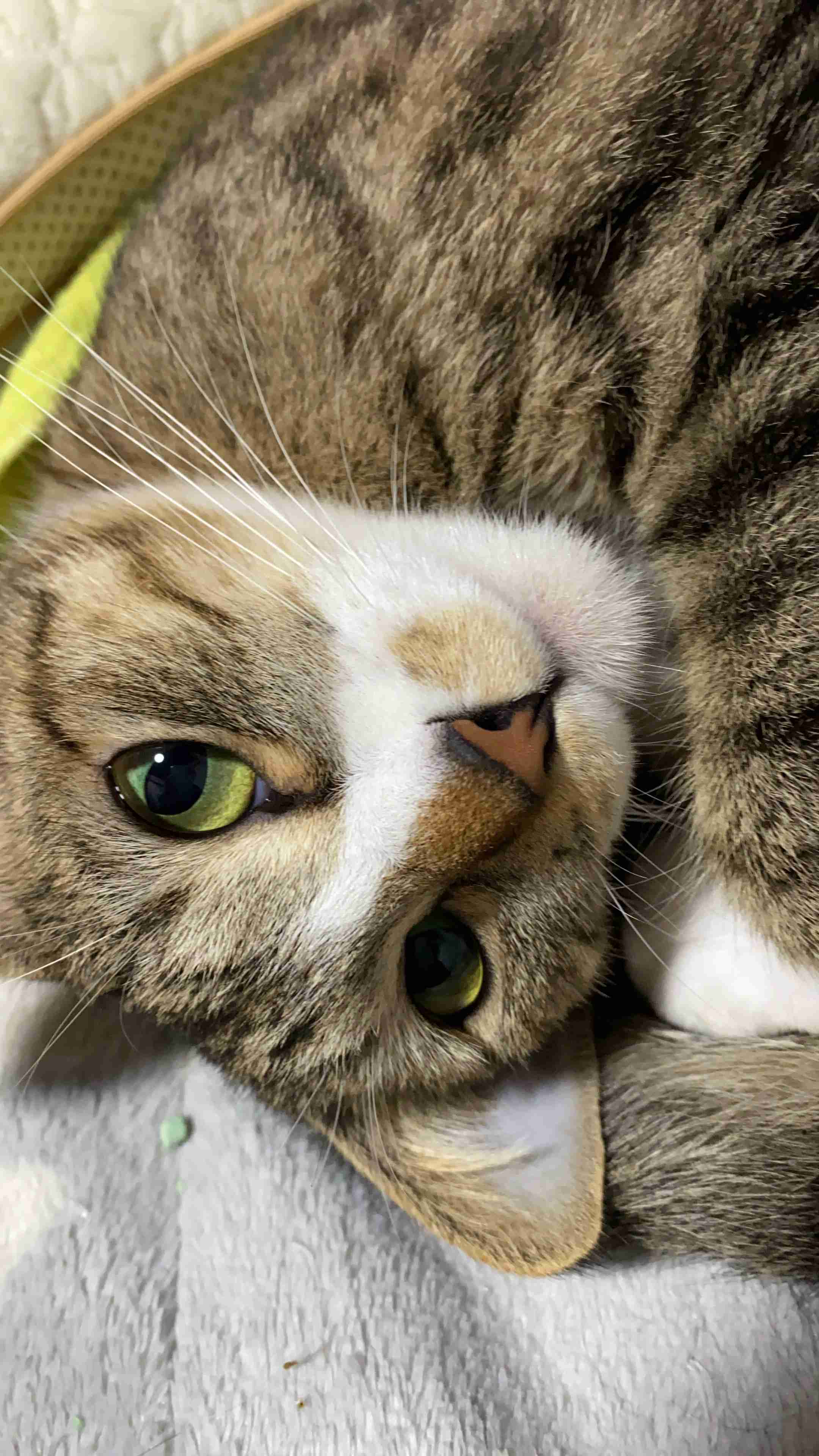 ガルちゃん猫カフェ50号店 開店しました♪(初めての方も大歓迎)