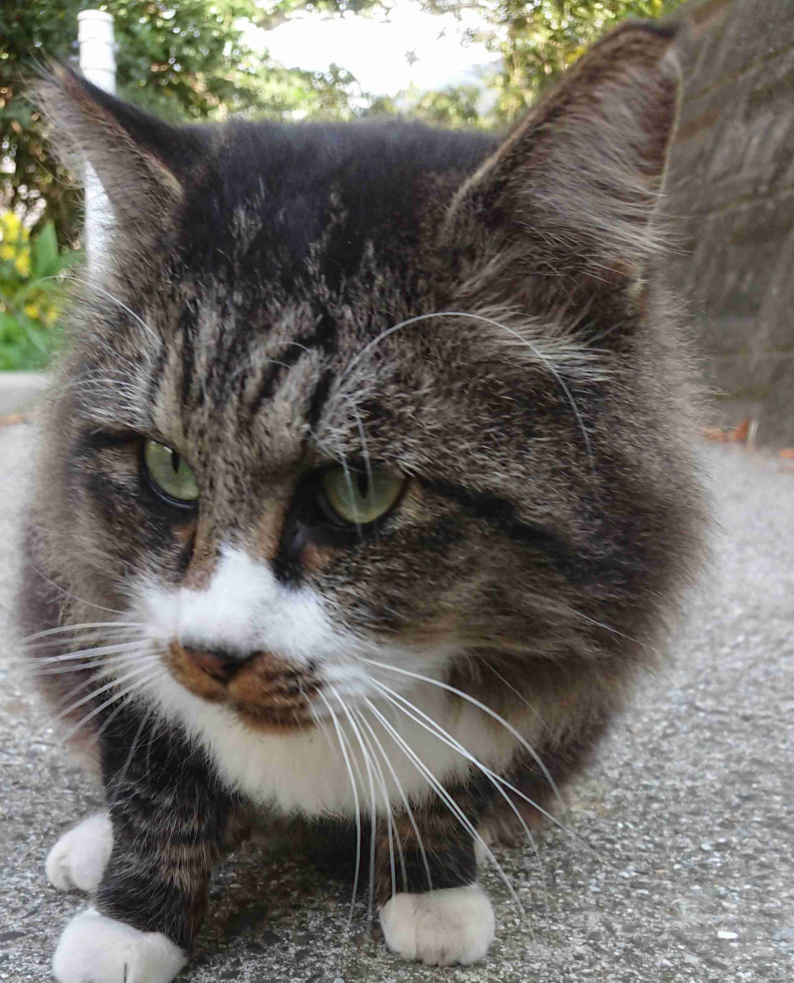 ガルちゃん猫カフェ50号店 開店しました♪(初めての方も大歓迎)