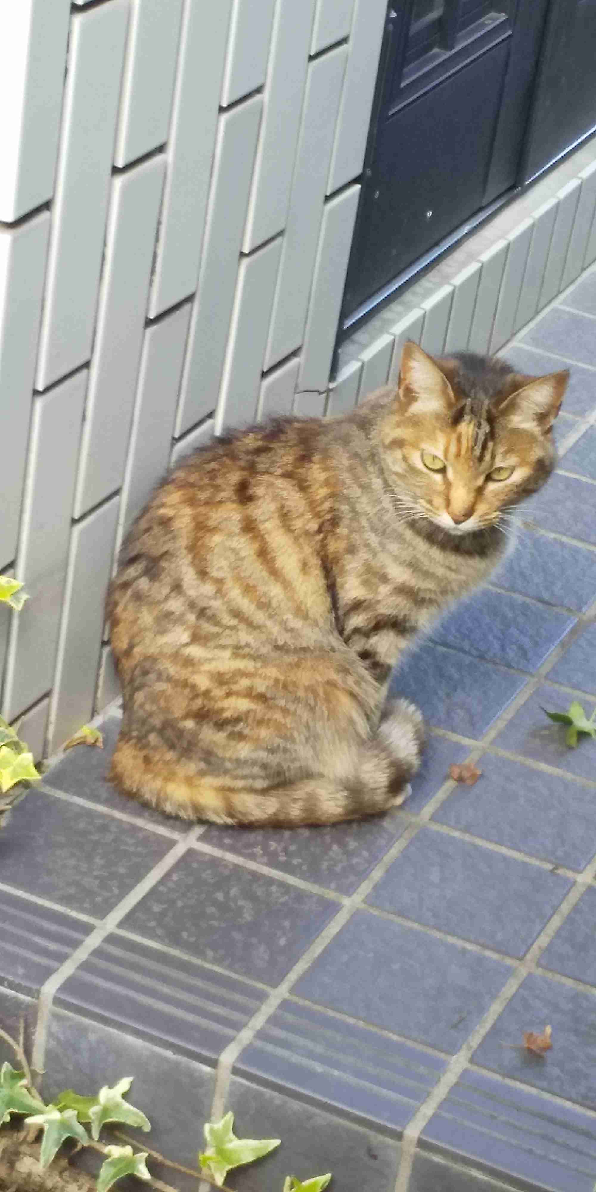 ガルちゃん猫カフェ50号店 開店しました♪(初めての方も大歓迎)
