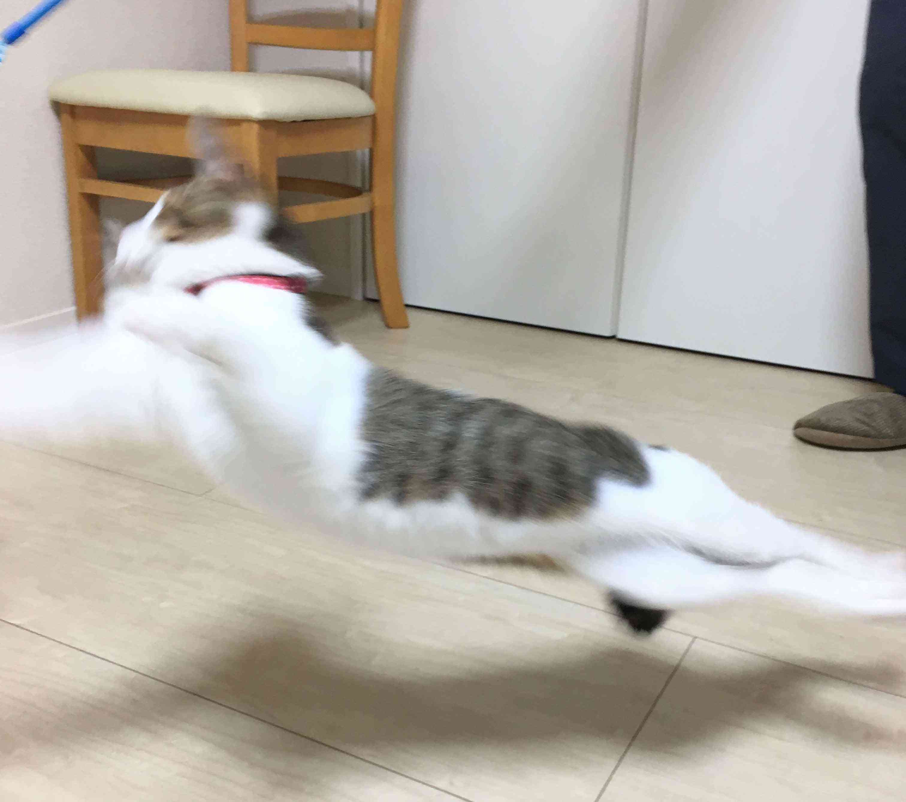 ガルちゃん猫カフェ50号店 開店しました♪(初めての方も大歓迎)