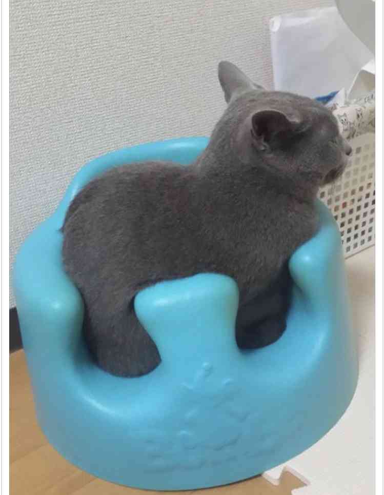 ガルちゃん猫カフェ50号店 開店しました♪(初めての方も大歓迎)