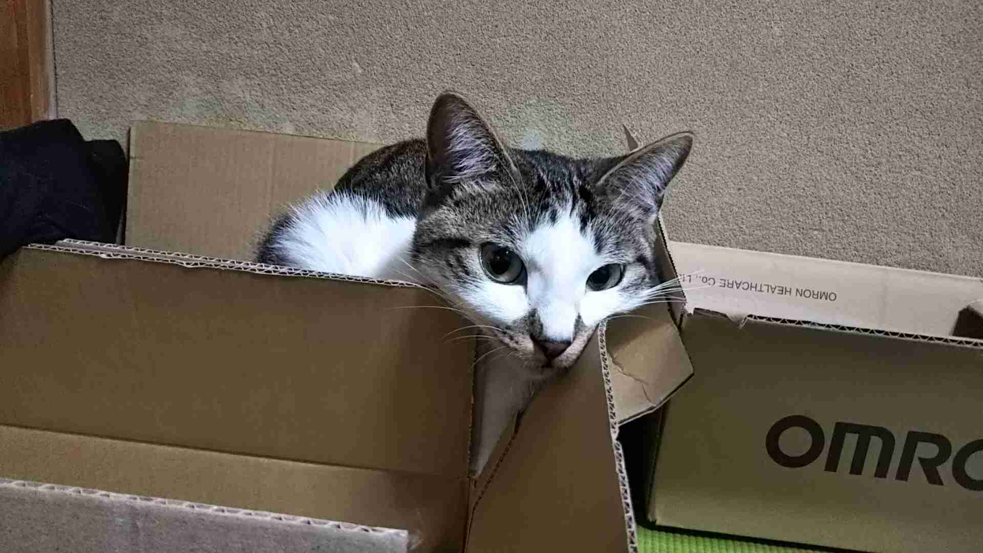 ガルちゃん猫カフェ50号店 開店しました♪(初めての方も大歓迎)